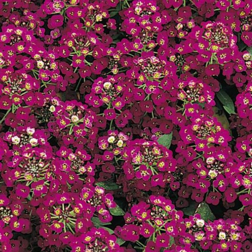 Алиссум Easter Bonnet Violet8